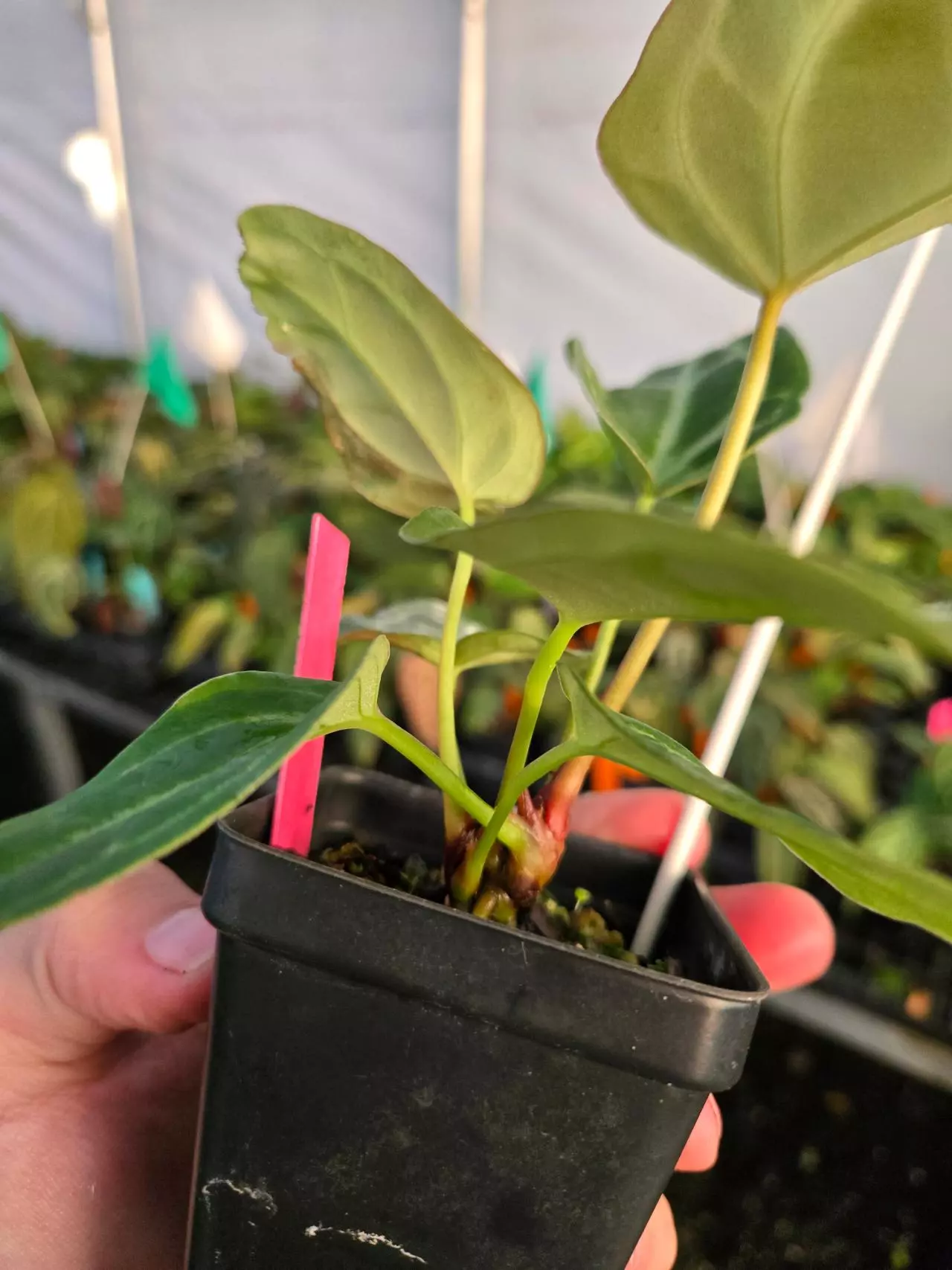 plant/TP08 Multihead. Crystal Queen f2-3