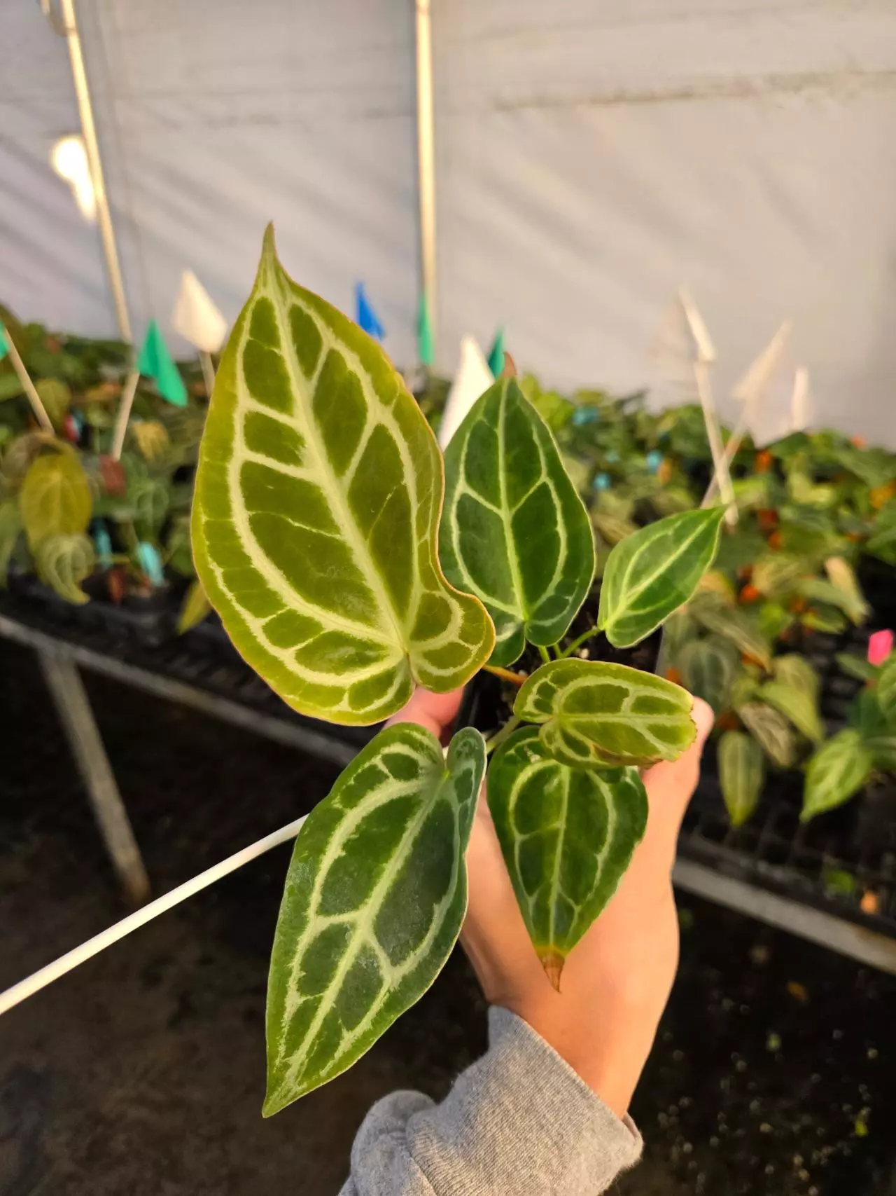 plant/TP08 Multihead. Crystal Queen f2-1