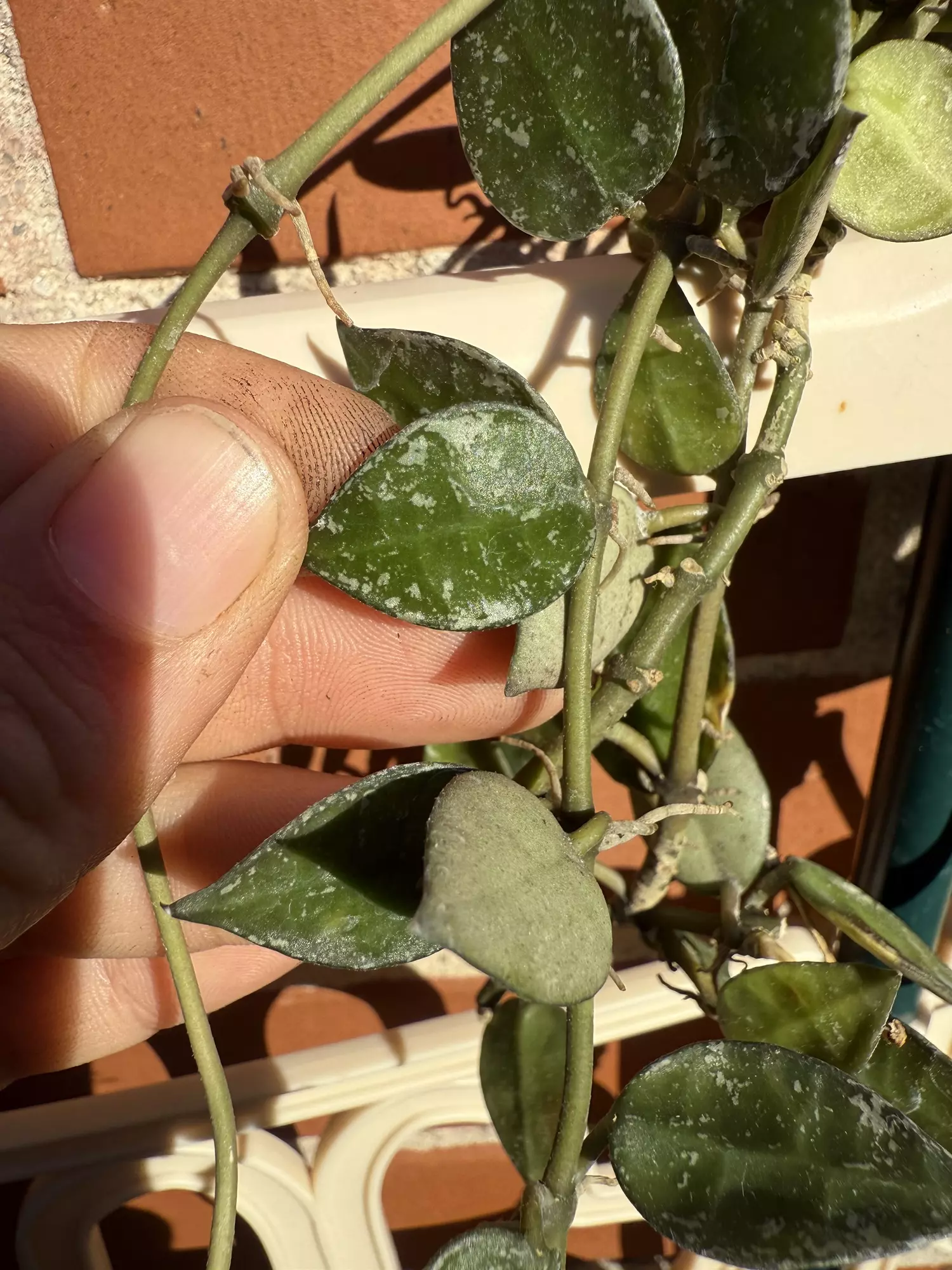 plant/Hoya eskimo splash cutting-0