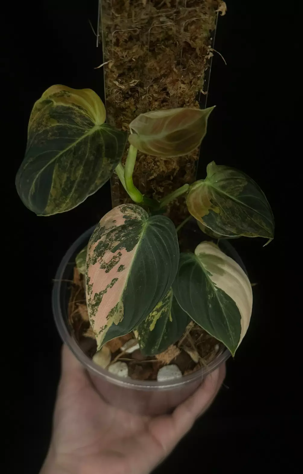 plant/Orange Melanochrysum-1