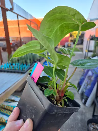 plant/TP42 multipot. Swampmannii Round x open-3-thumbnail