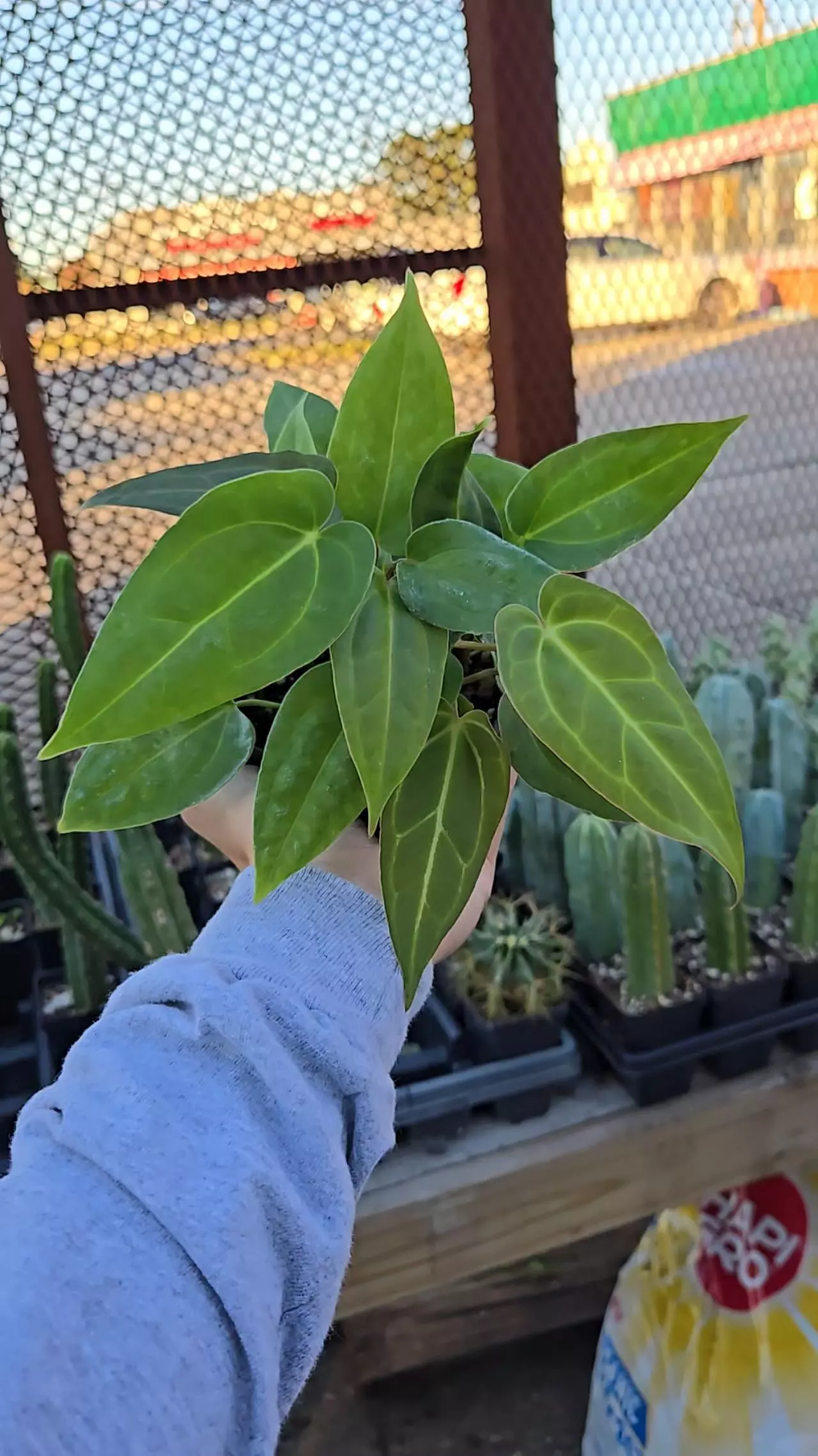 plant/TP47 Multipot. ( Tim Anderson Crystal Mag/ Tims Black) x open-0