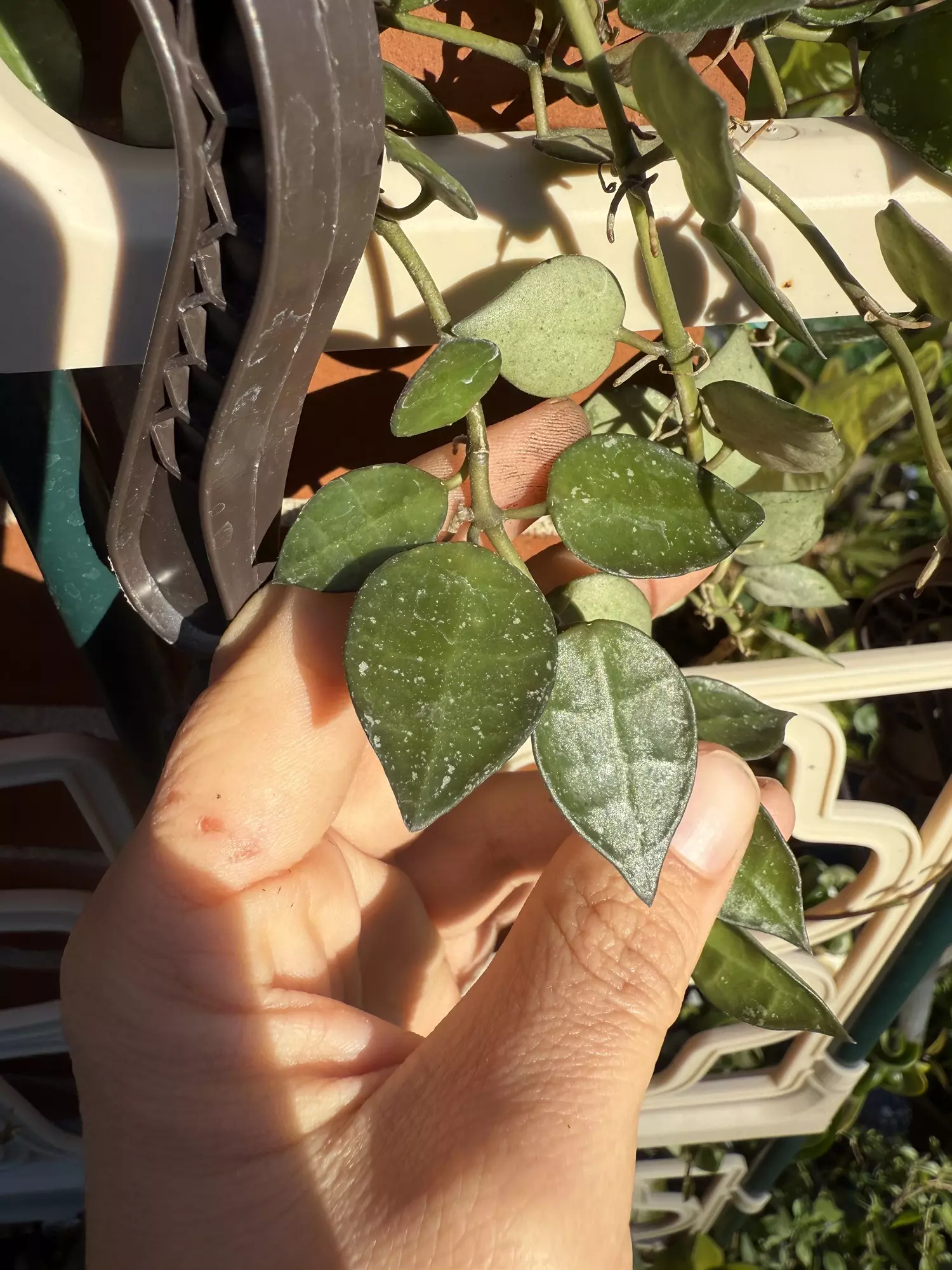 plant/Hoya eskimo splash cutting-1