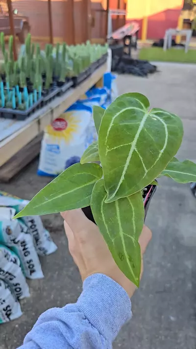 plant/TP42 multipot. Swampmannii Round x open-0-thumbnail