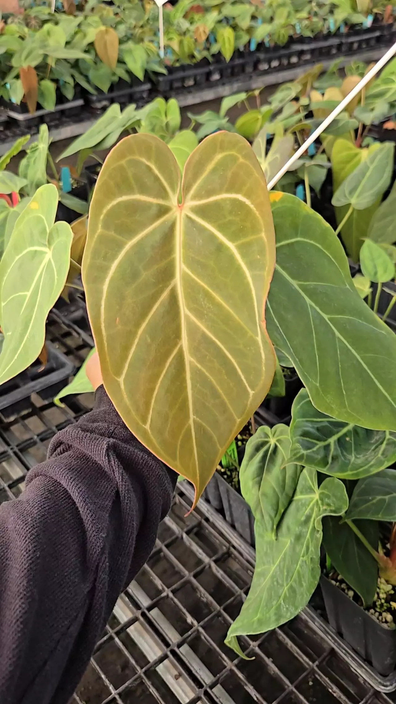 plant/P01 (Tim Anderson Crystal Mag/Tims Black) x Rotundatum X-0