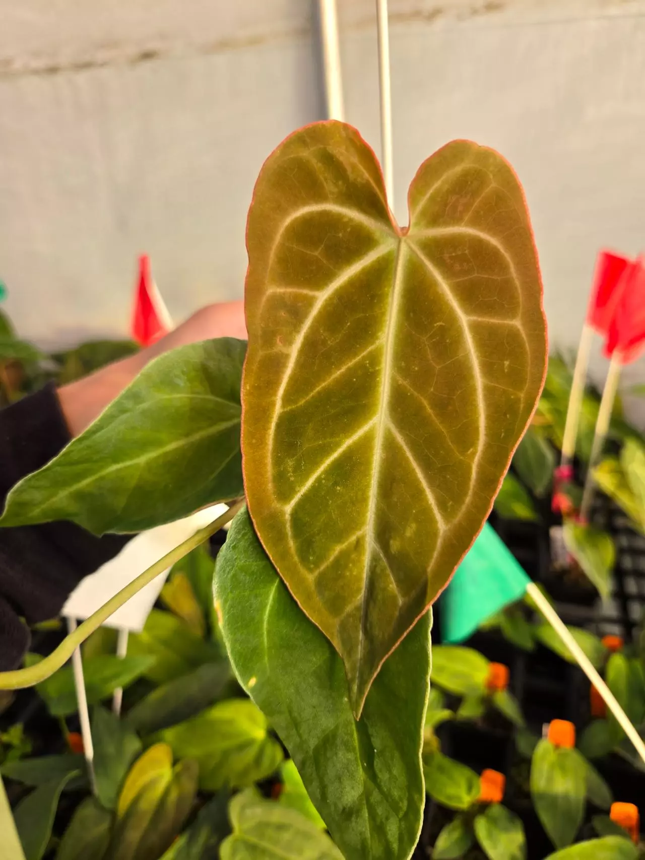 plant/P04 bright emergent.  Stripey Mag Pap x Crystal Queen-1