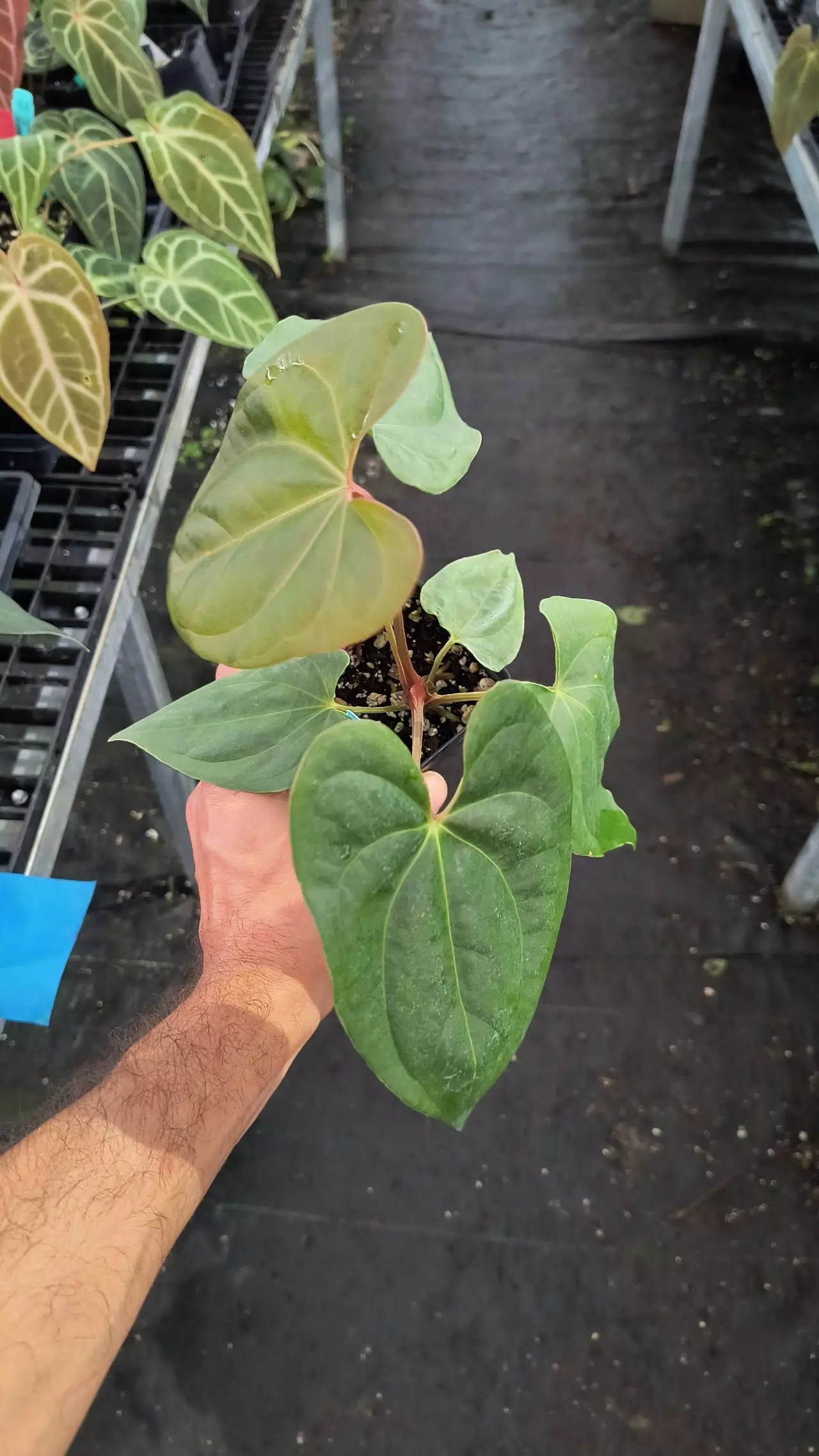 plant/P13 Cerrocampanense x sp Silver Peru-1