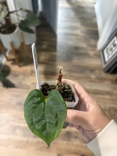 plant/Delta Dawn x DF Goliath (REHAB)-0-thumbnail