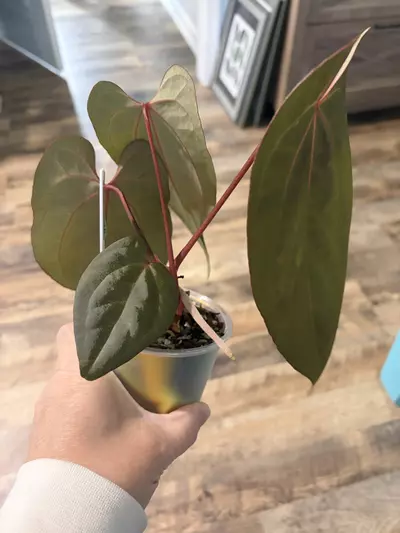 plant/AOS x (FS x Debile)-2-thumbnail