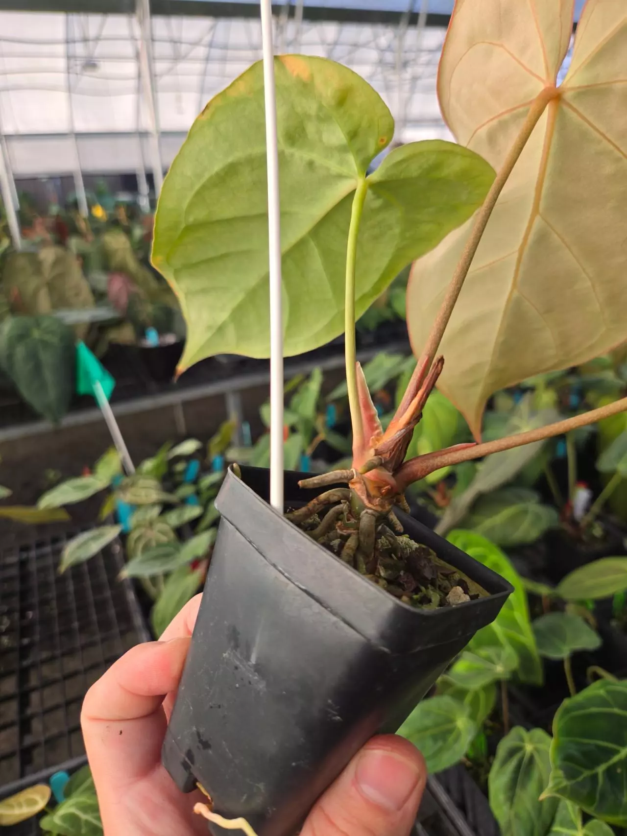 plant/P01 (Tim Anderson Crystal Mag/Tims Black) x Rotundatum X-3