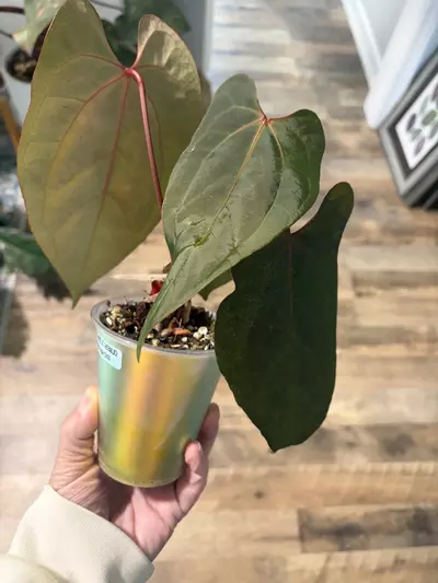 plant/AOS x (FS x Debile)-1-thumbnail