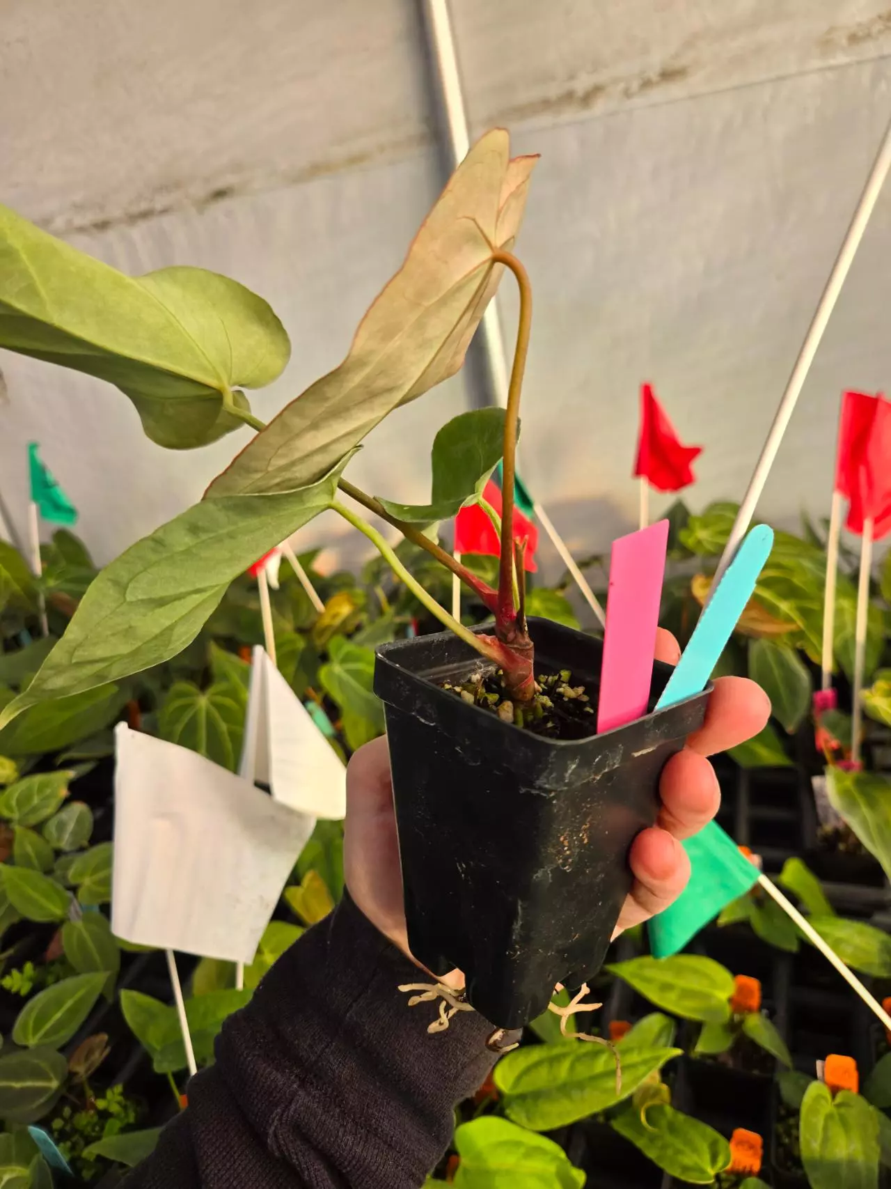 plant/P04 bright emergent.  Stripey Mag Pap x Crystal Queen-3