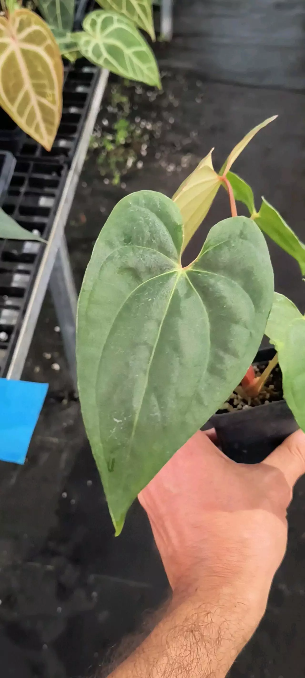 plant/P13 Cerrocampanense x sp Silver Peru-0