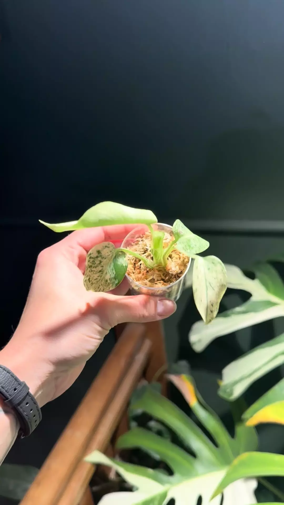 plant/*Price Reduced* Monstera Mint-0