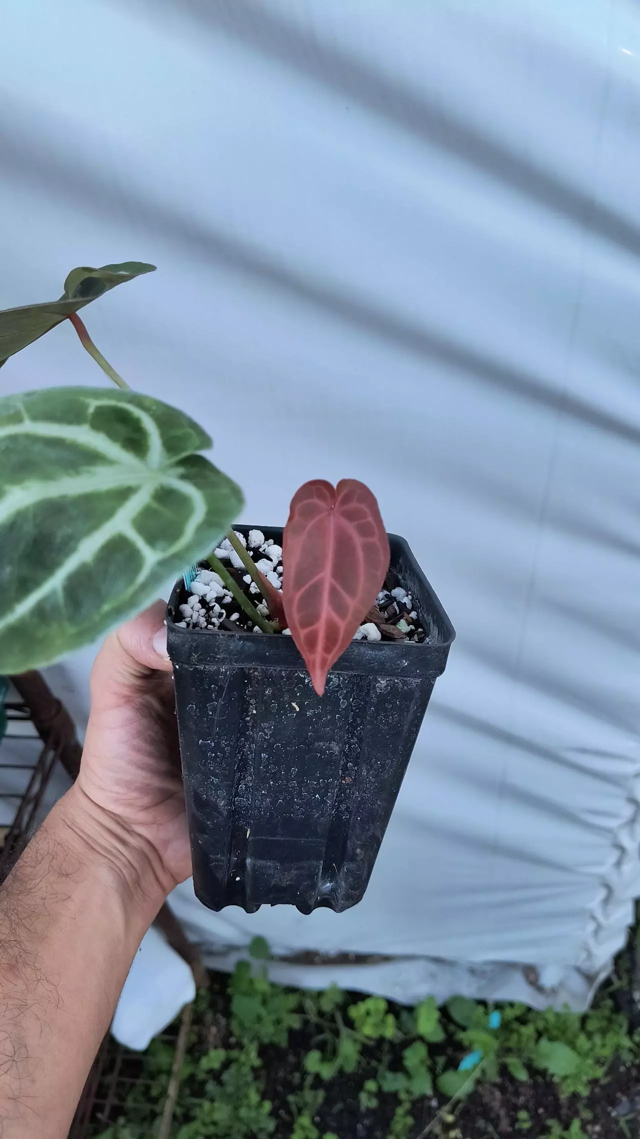 plant/P12 Red emergent. Crystal Queen #2 x Doc Block Purple F2-1