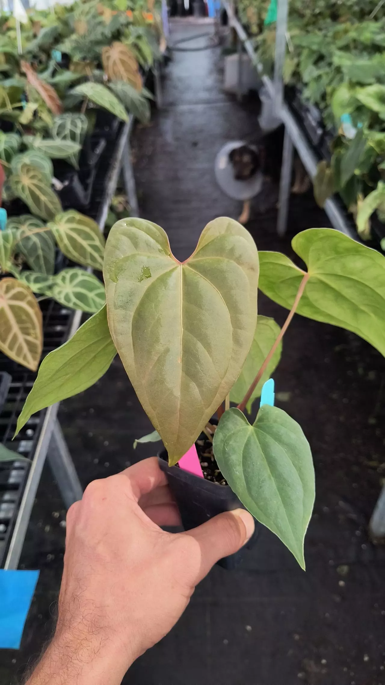 plant/P13 Cerrocampanense x sp Silver Peru-3