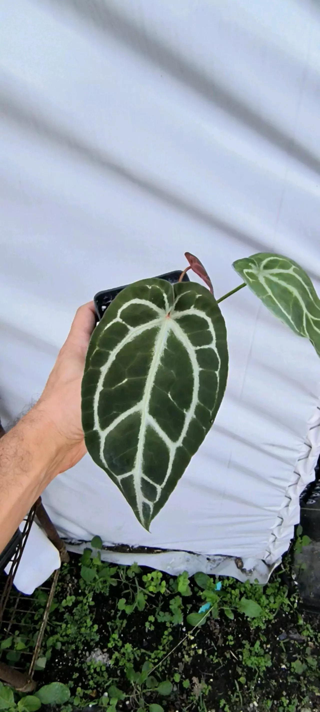 plant/P12 Red emergent. Crystal Queen #2 x Doc Block Purple F2-0