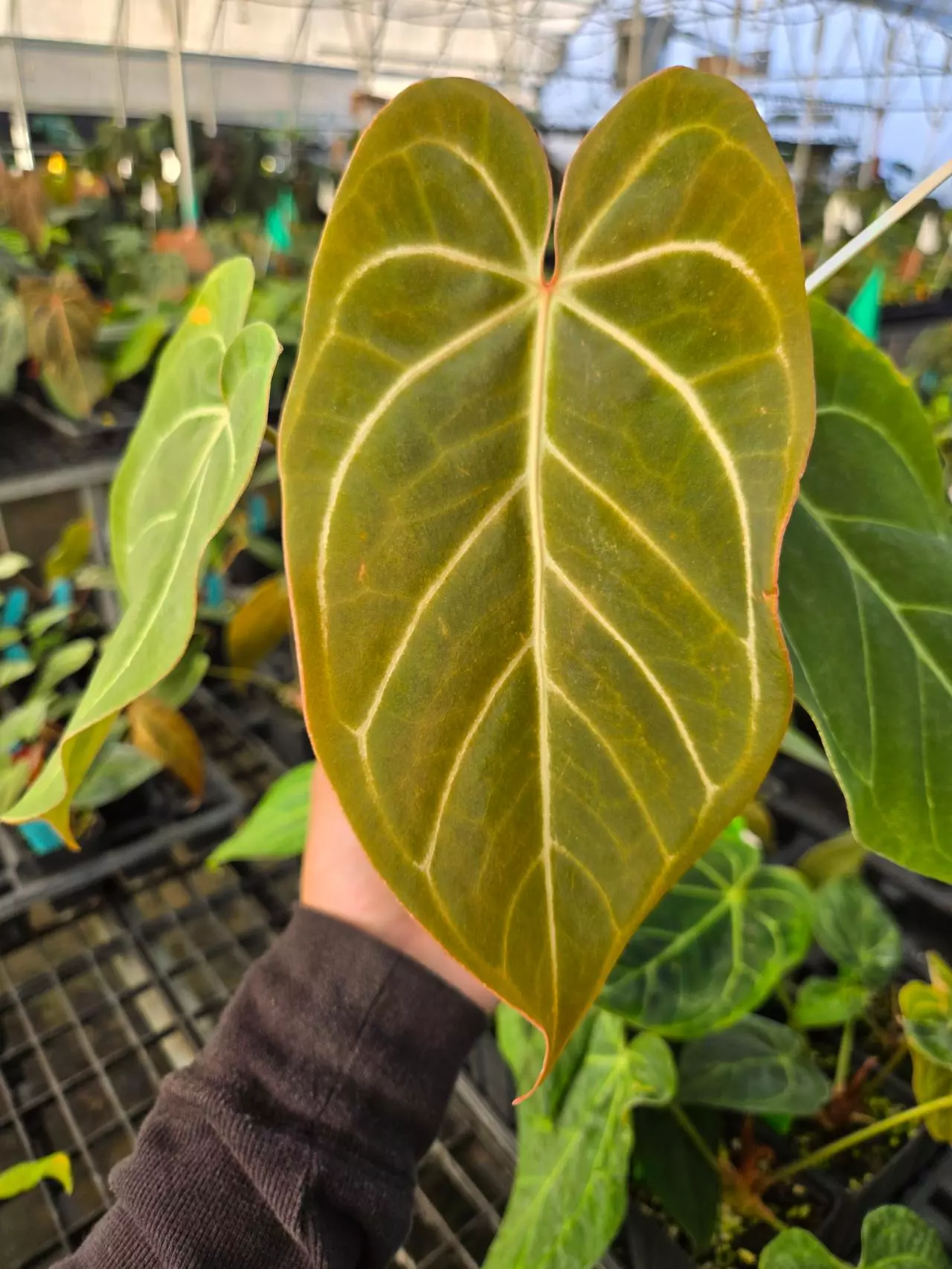 plant/P01 (Tim Anderson Crystal Mag/Tims Black) x Rotundatum X-1