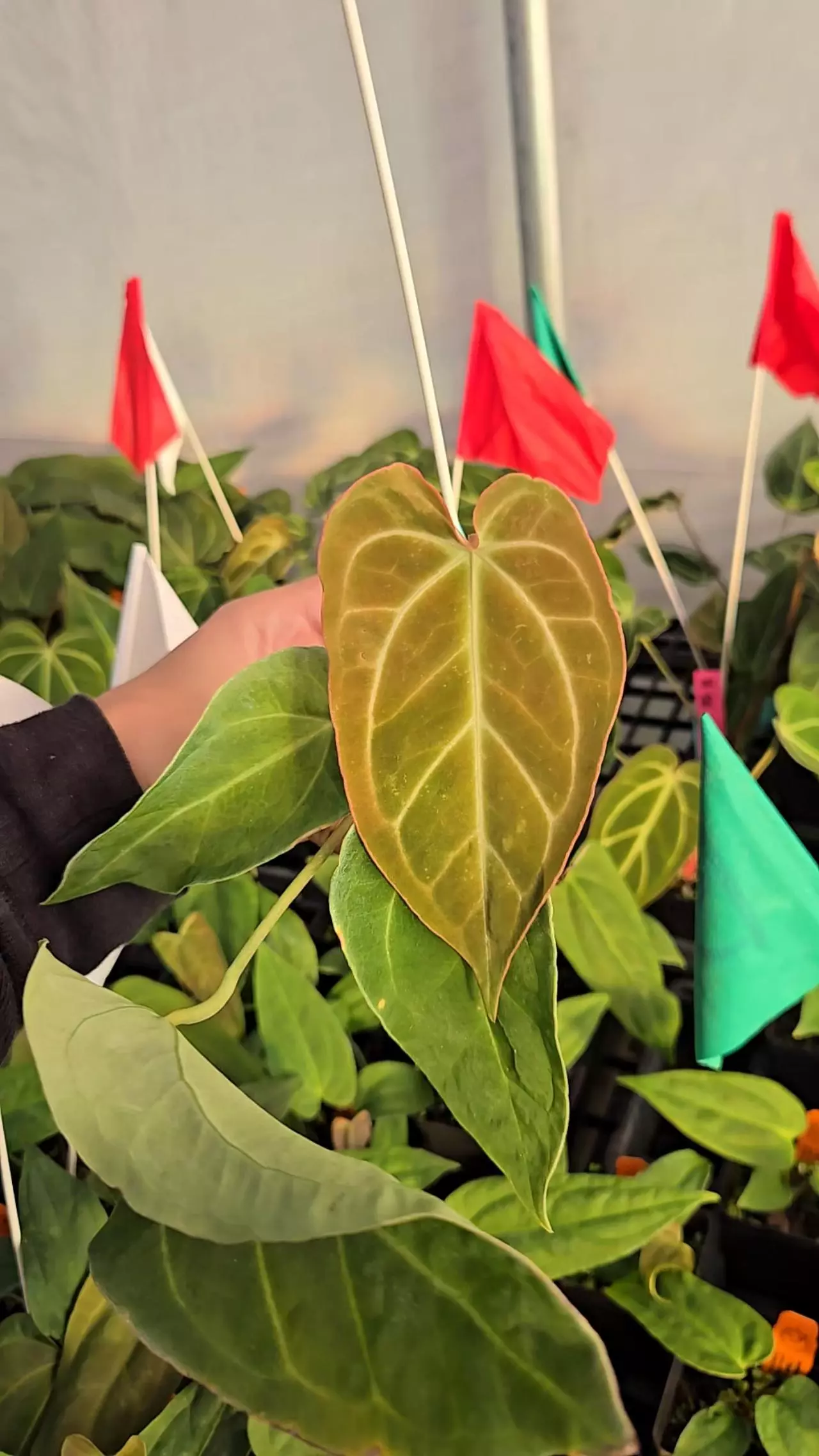 plant/P04 bright emergent.  Stripey Mag Pap x Crystal Queen-0