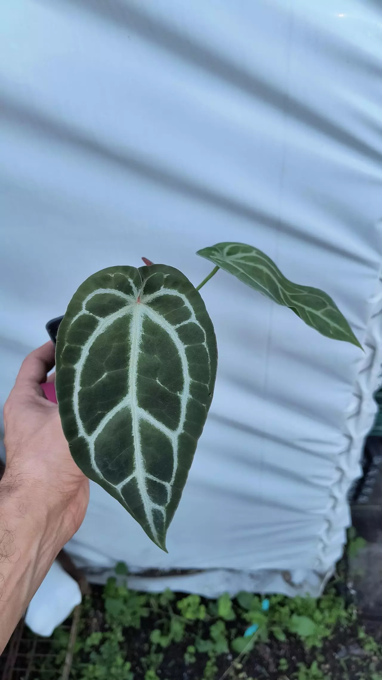 plant/P12 Red emergent. Crystal Queen #2 x Doc Block Purple F2-3