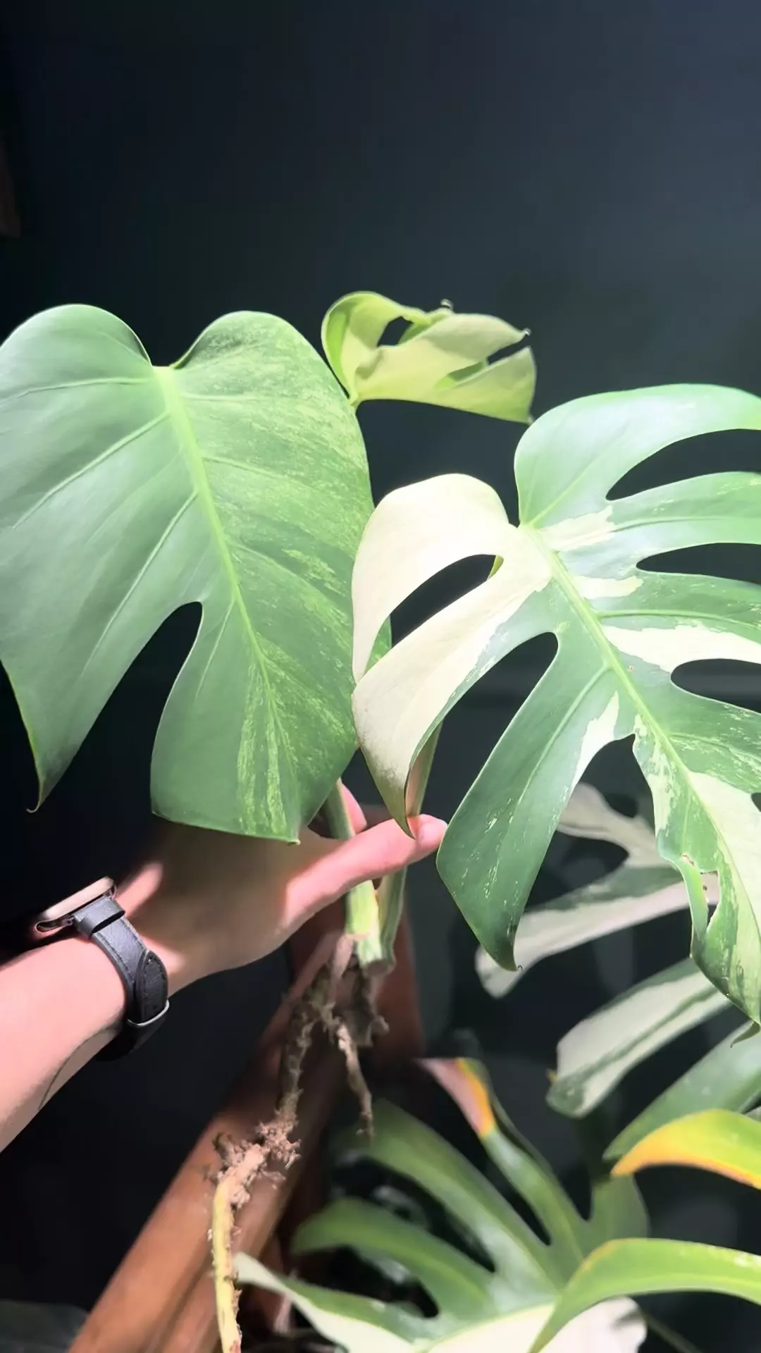 plant/Monstera Mint NOID Jungle Mint-0