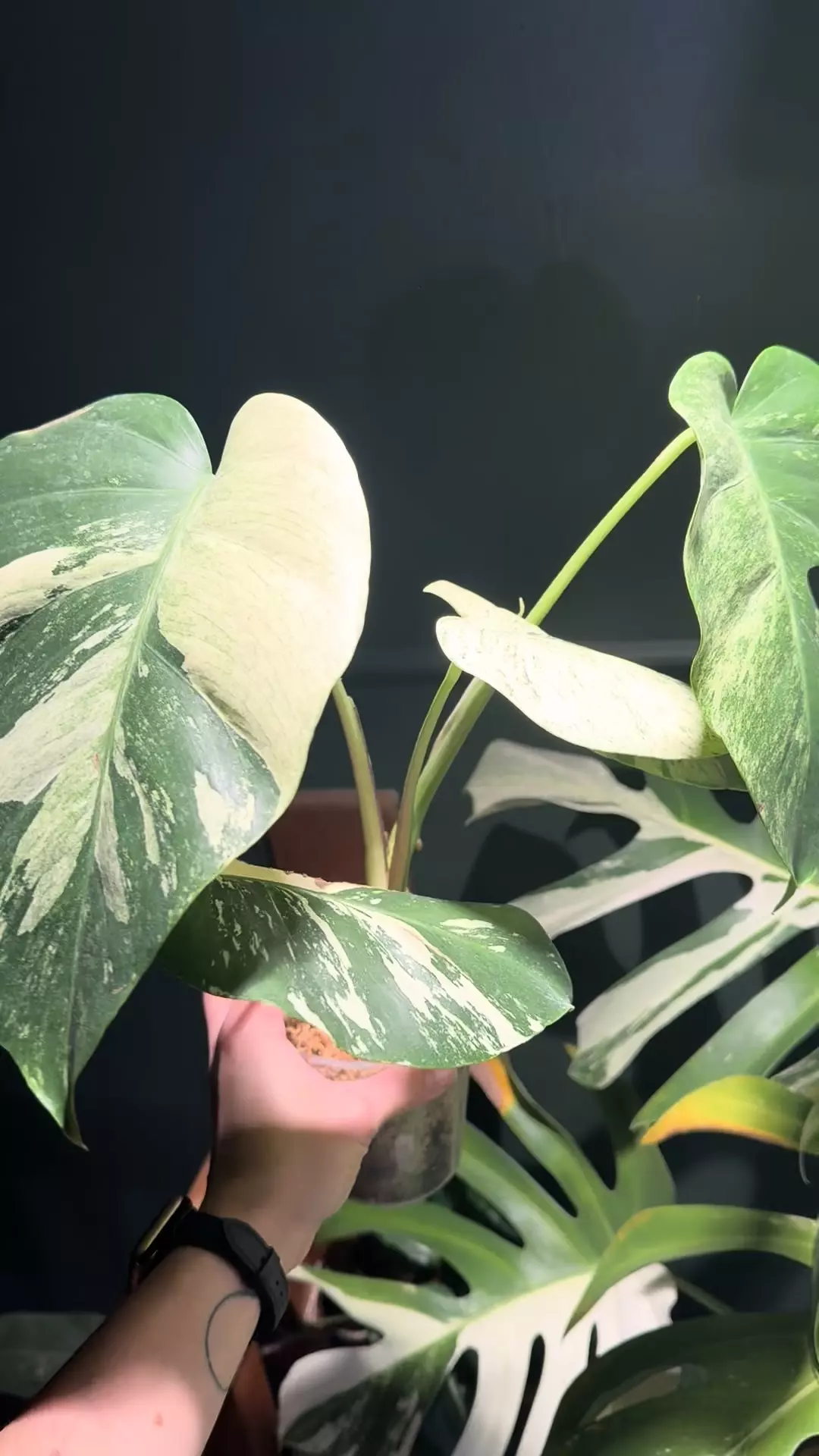 plant/Monstera Mint NOID Jungle Mint-0