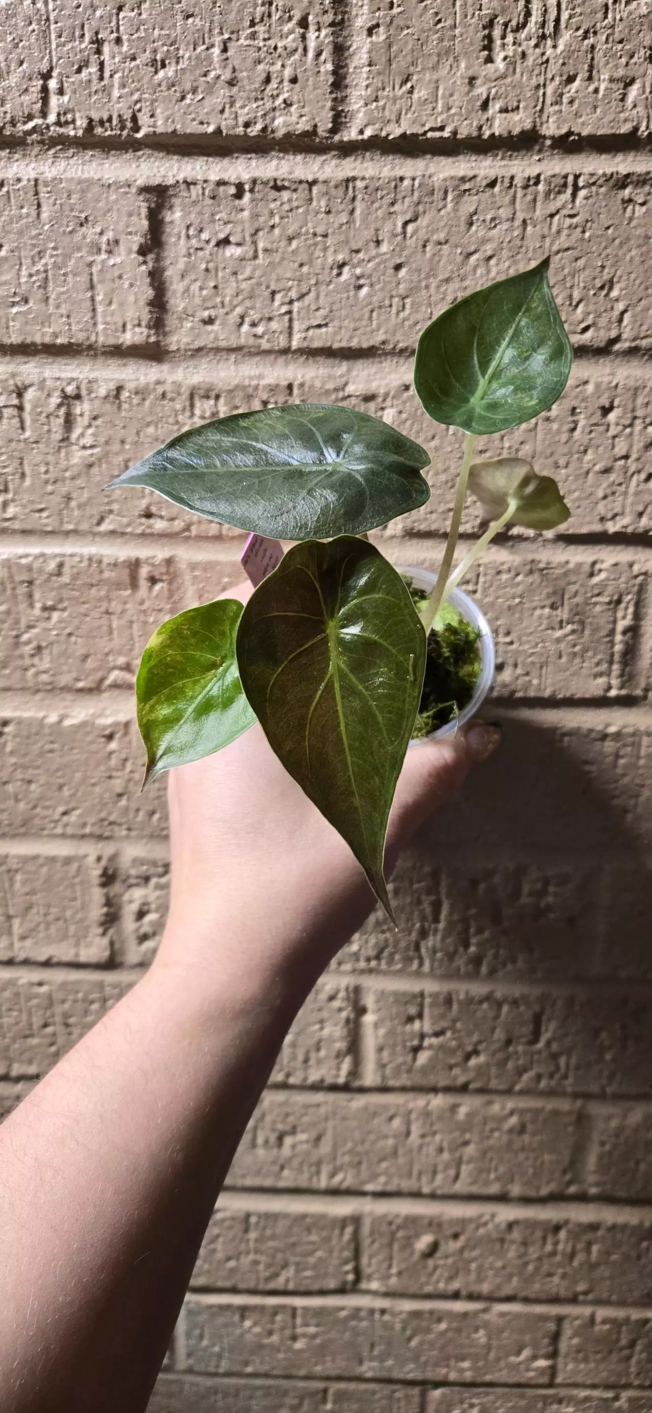 plant/Alocasia wentii-0