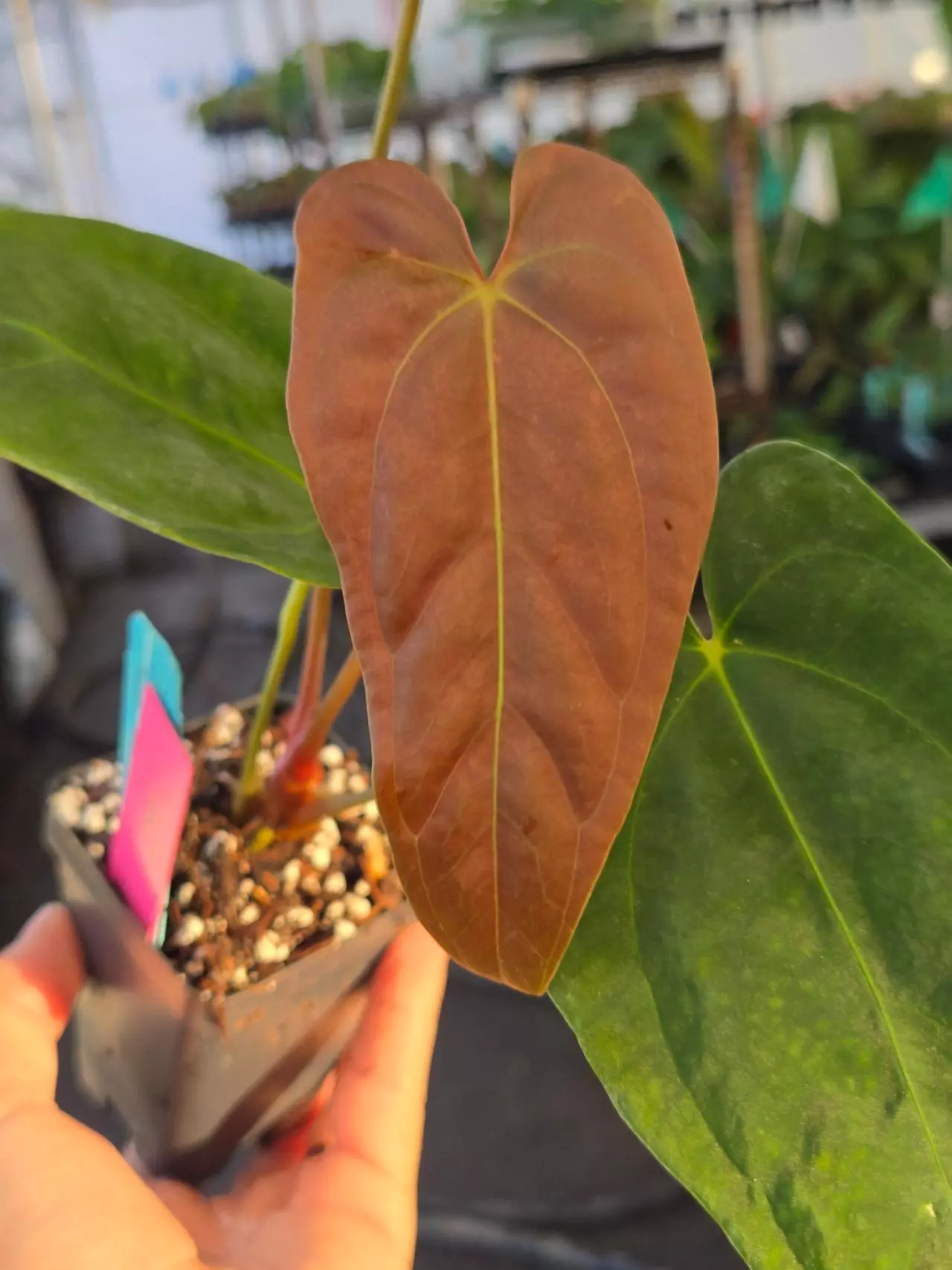 plant/P21 orangey red emergent. Papillaminum Nice Pap #1 x Portillae NSE Dewey Fisk Clone-1