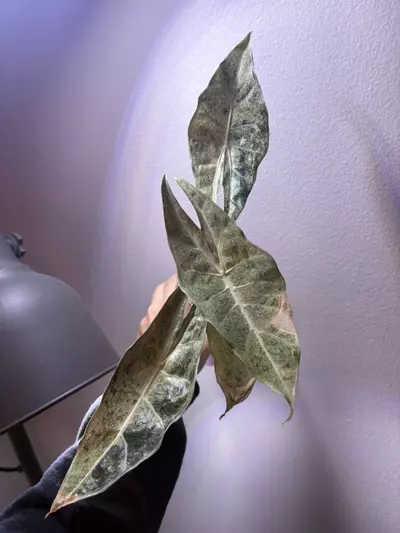 plant/✨Alocasia Pink Black Saturn Stardust✨-0-thumbnail