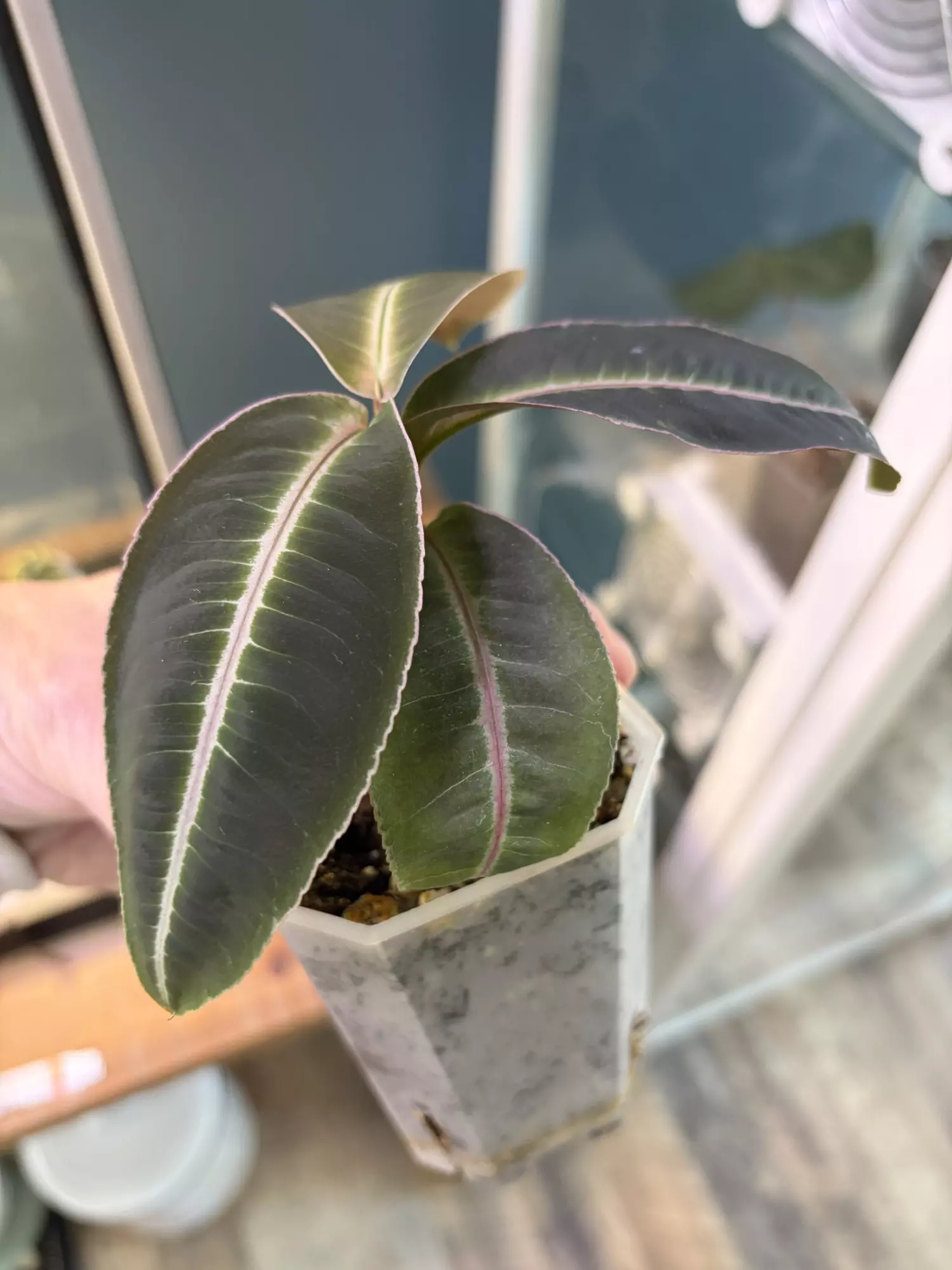 plant/Labisia Pumila-1