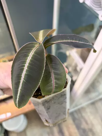 plant/Labisia Pumila-1-thumbnail