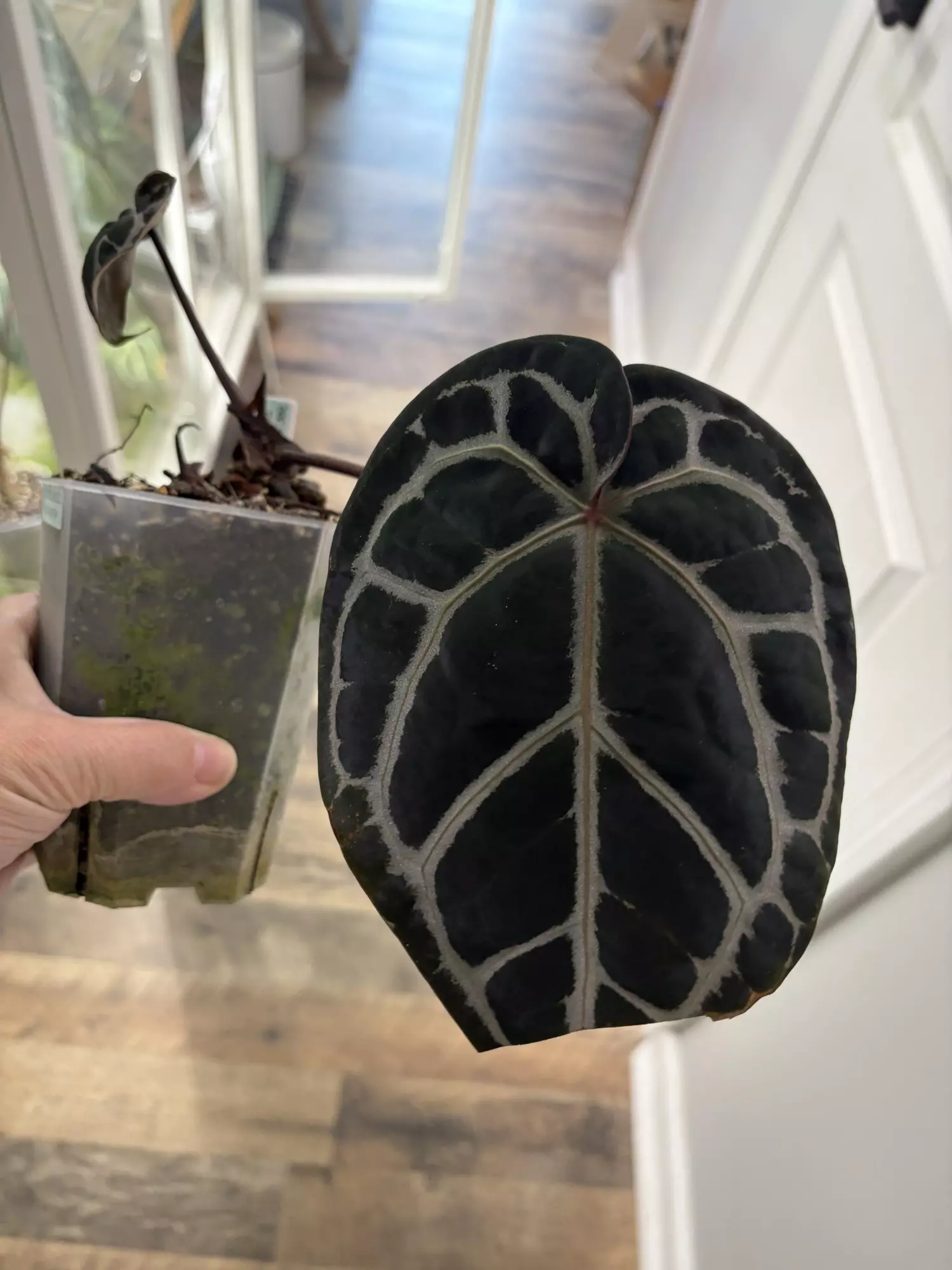 plant/Doc Block Michelle-0