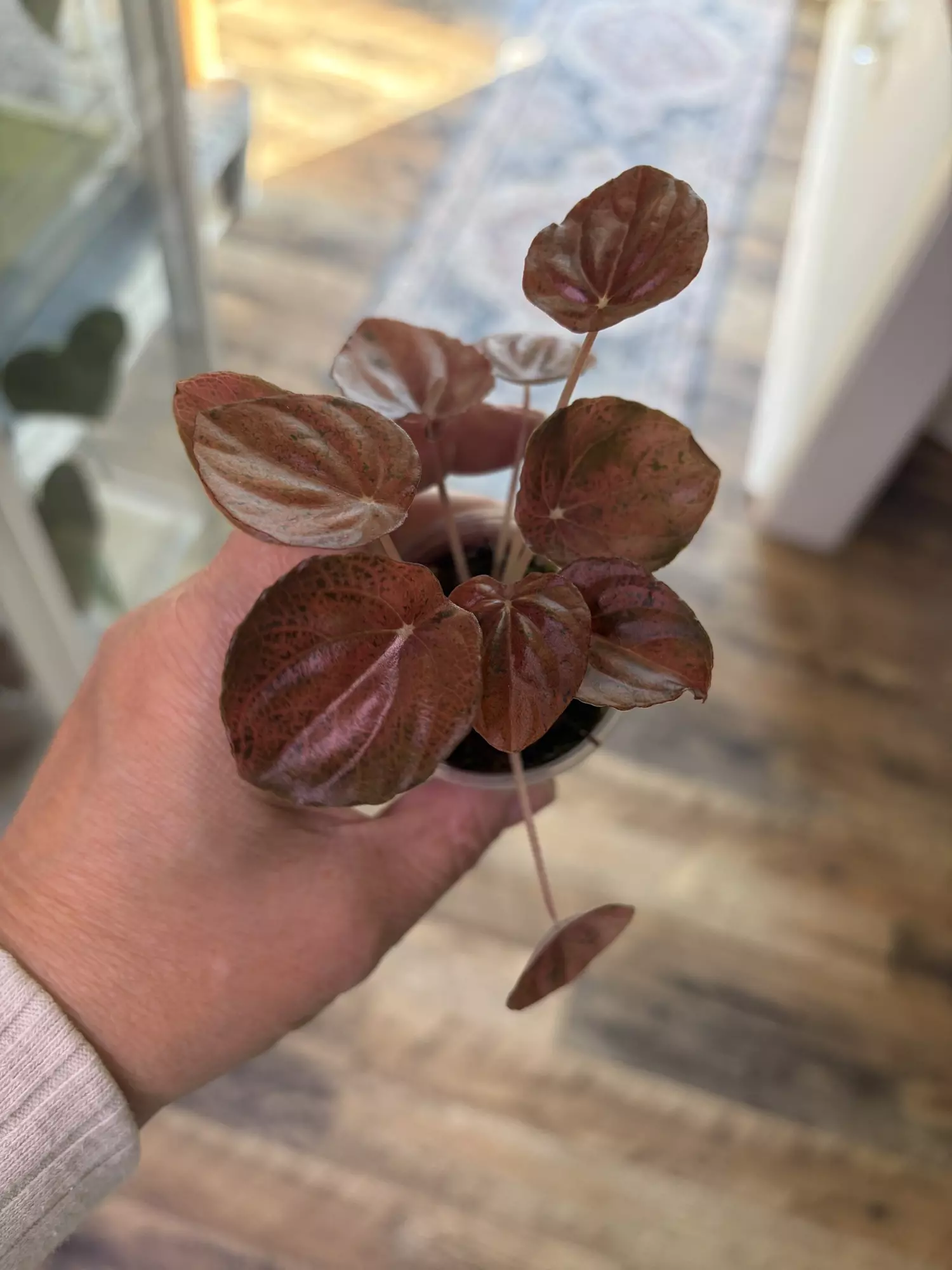 plant/Peperomia Pink Lady-0