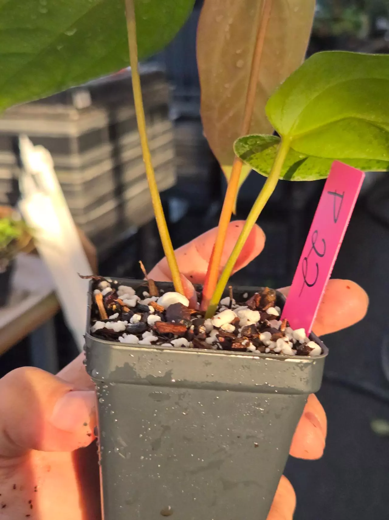 plant/P22 orangey copper emergent. ( Tim Anderson Crystal Mag  / Tims Black) x open-3