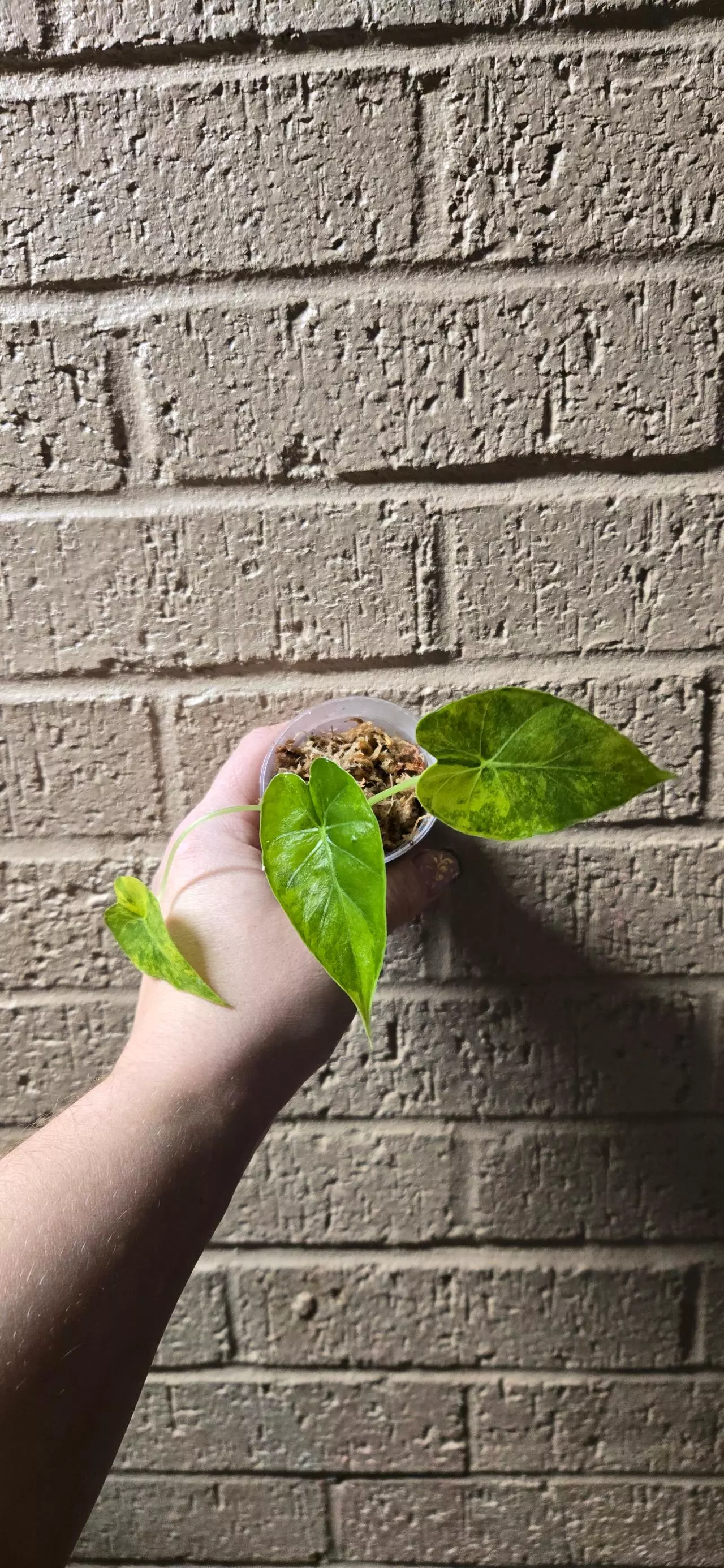 plant/Alocasia gageana var-0