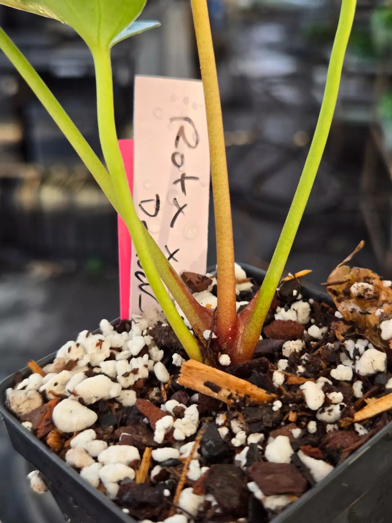 plant/P19 dark red/purpley vein emergent. Rotundatum X x Doc Block Purple F2-3