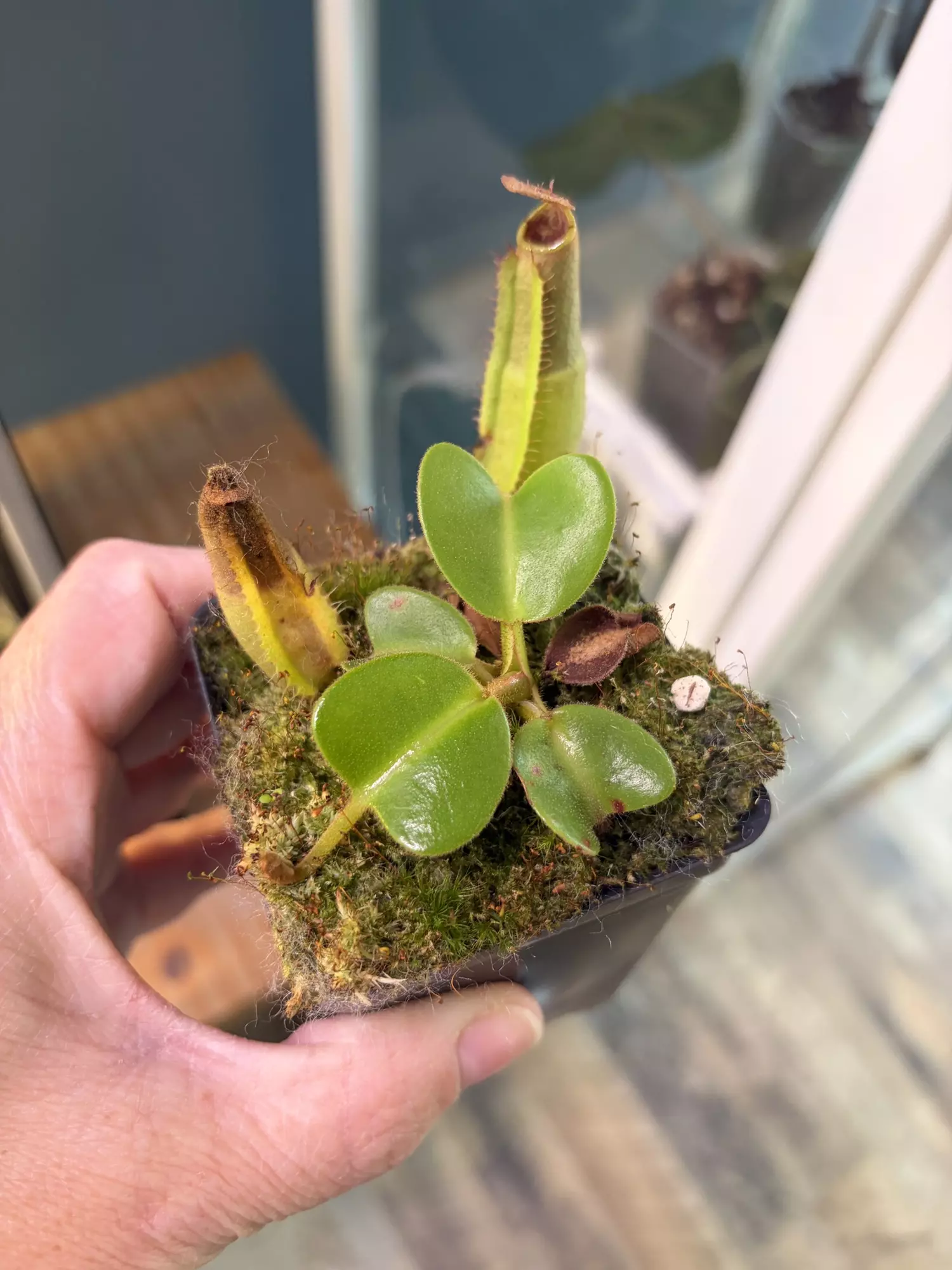 plant/Nepenthes truncate JB x runcata JB-0