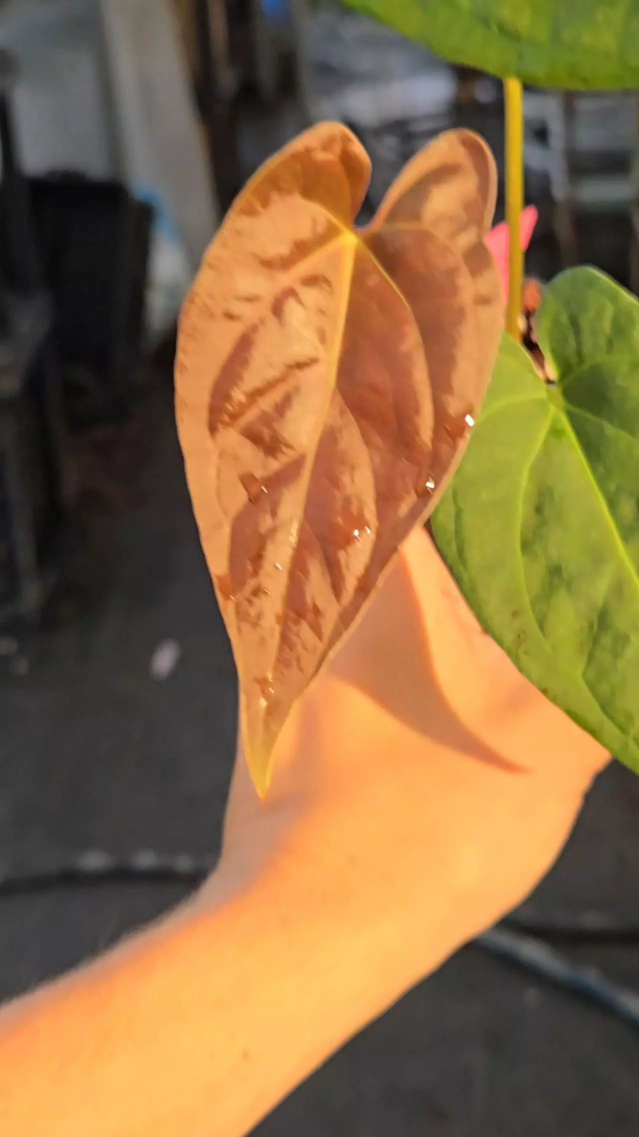 plant/P23 reddish dark chocolate( Papillaminum RG/ Hoffmannii RG #3) x Portillae NSE Dewey Fisk Clone-0