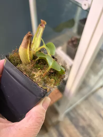 plant/Nepenthes truncate JB x runcata JB-2-thumbnail
