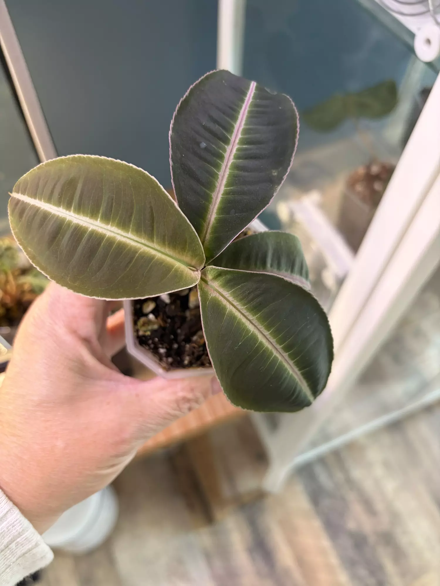 plant/Labisia Pumila-0