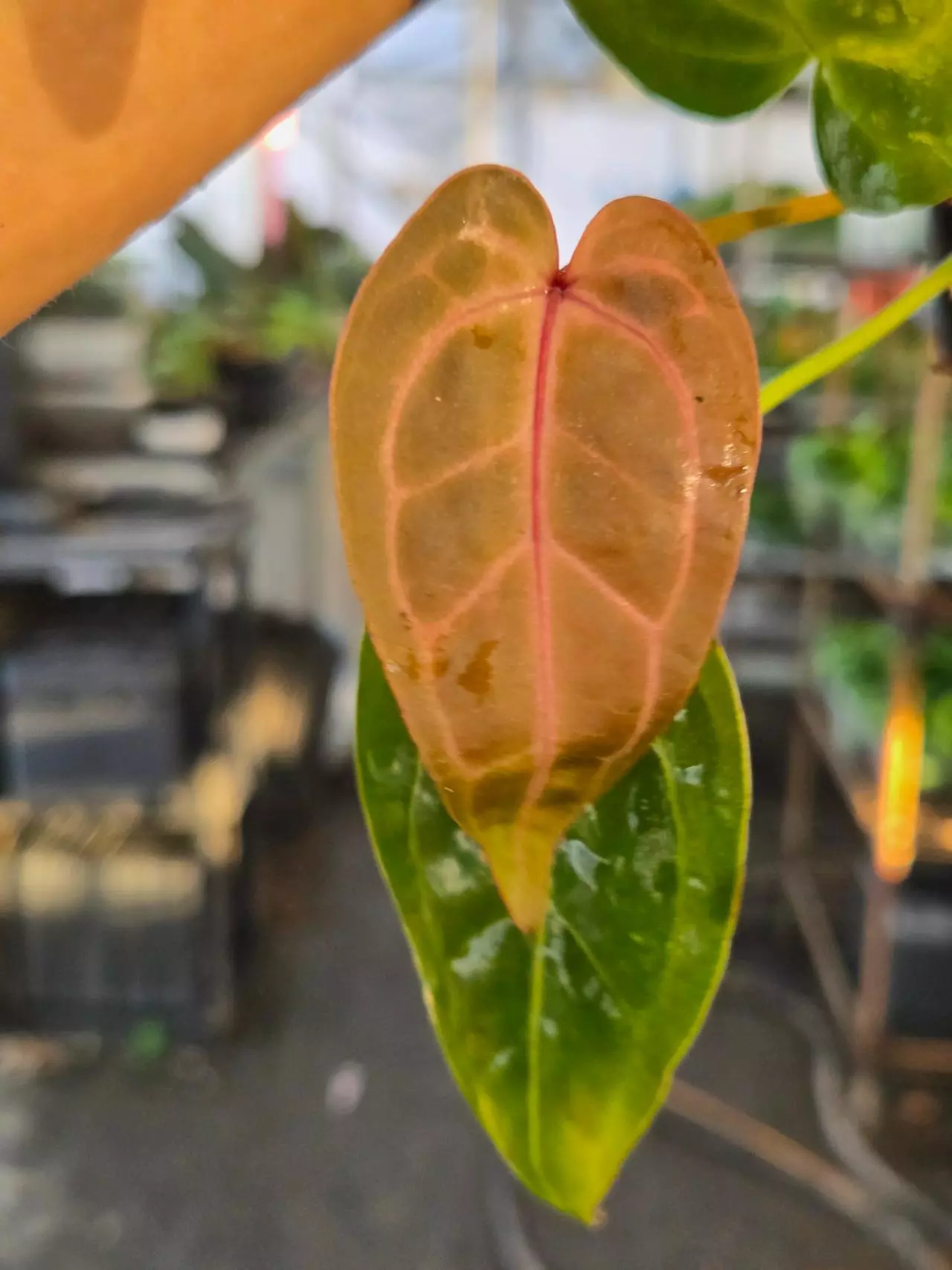 plant/P19 dark red/purpley vein emergent. Rotundatum X x Doc Block Purple F2-1