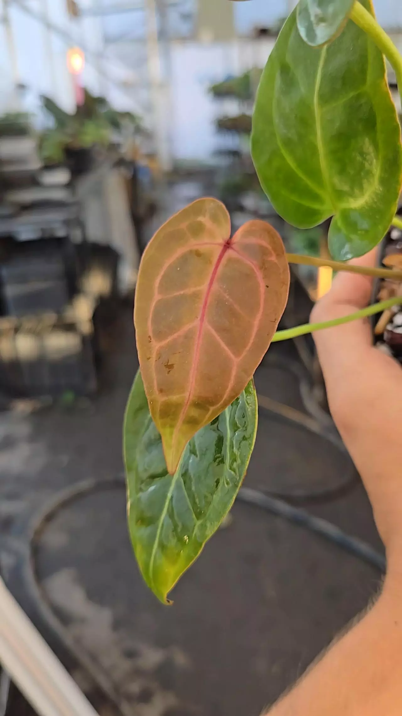 plant/P19 dark red/purpley vein emergent. Rotundatum X x Doc Block Purple F2-0