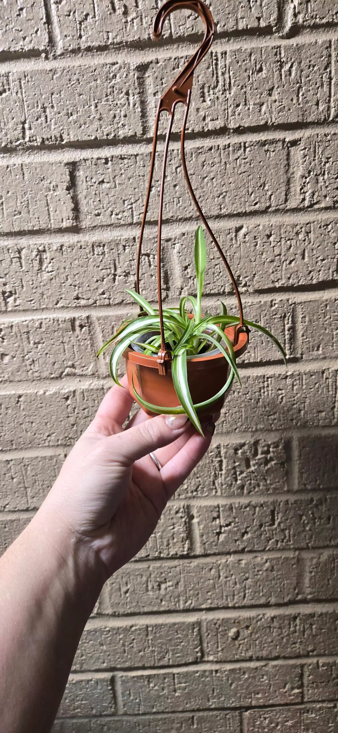 plant/Curly spider plant 'bonnie' hanging basket-0