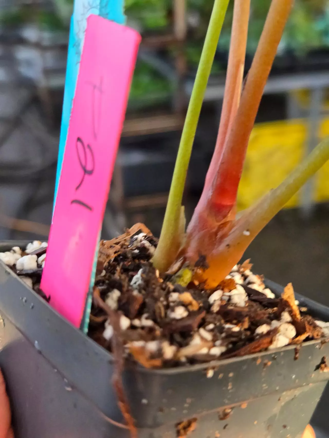 plant/P21 orangey red emergent. Papillaminum Nice Pap #1 x Portillae NSE Dewey Fisk Clone-3