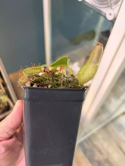 plant/Nepenthes truncate JB x runcata JB-1-thumbnail