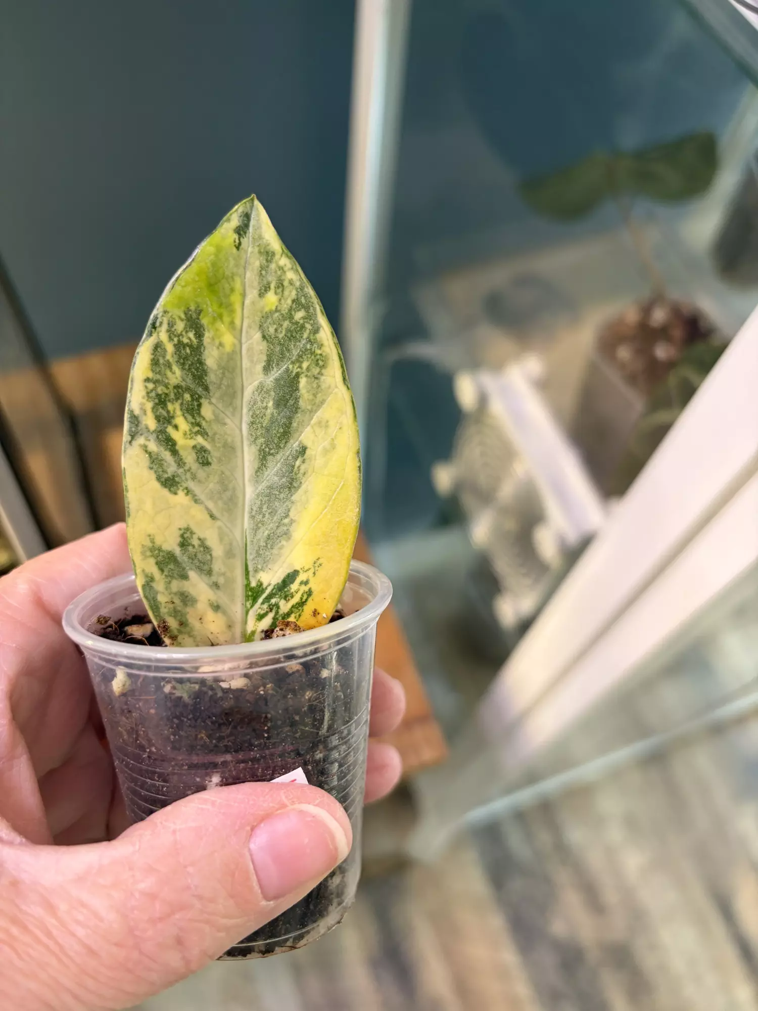 plant/ZZ Var cutting Rooted-0