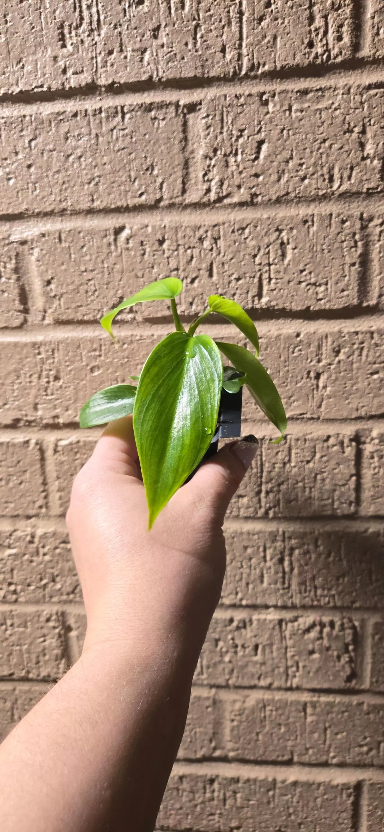 plant/Golden Dragon Philodendron -0