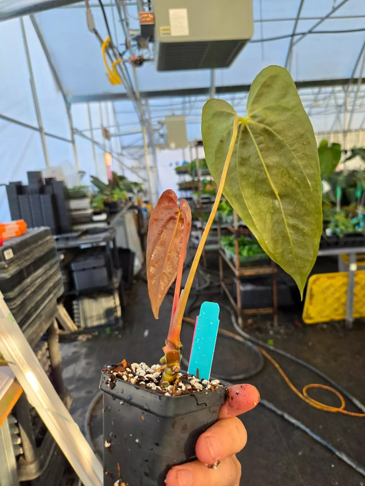 plant/P15 Dark chocolate emergent. Ralph Lynam NOID x Papillaminum Puffy-3