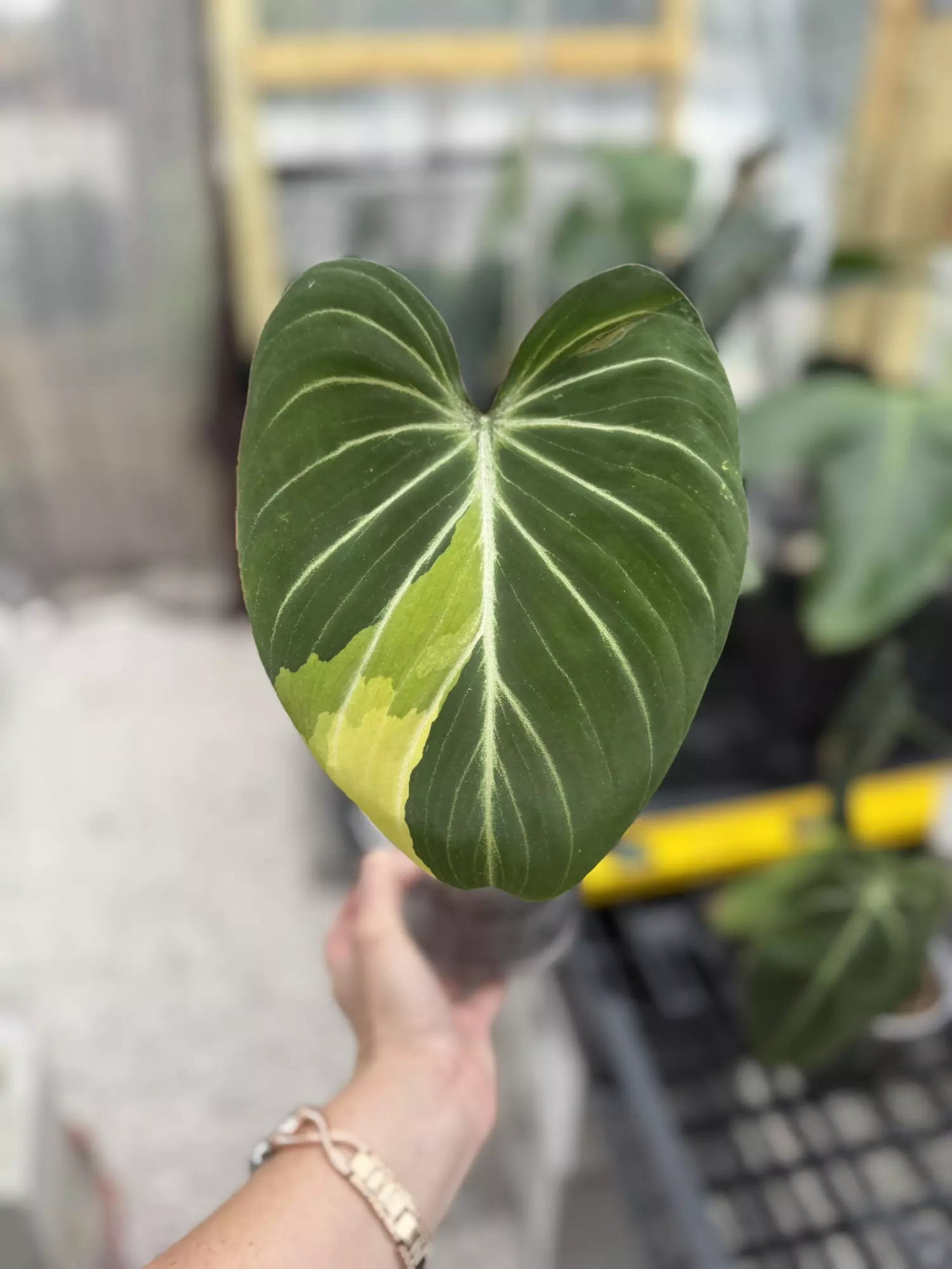 plant/Type 1 gloriosum-0