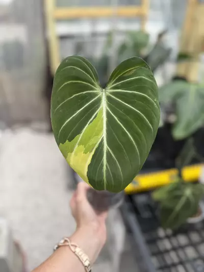 plant/Type 1 gloriosum-0-thumbnail